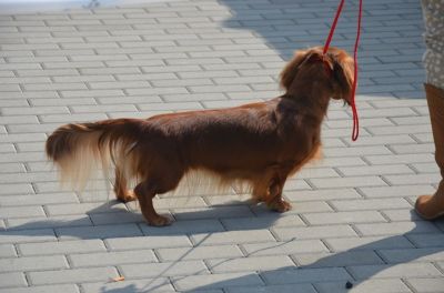 Jamnik d�ugow�osy NABILA Kollapsar – zdj�cia z V wystawy